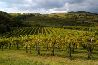 Vipavaka dolina
